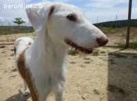 Teo – anmutig, feinfühlig, intelligent und freundlich