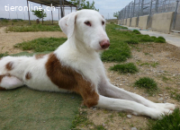 Teo – anmutig, feinfühlig, intelligent und freundlich