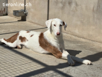 Teo – anmutig, feinfühlig, intelligent und freundlich