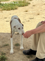 Teo – anmutig, feinfühlig, intelligent und freundlich