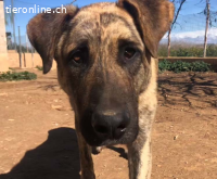 Teos – sanfter Riese sucht Menschen mit großem Herz