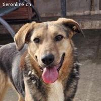 Terra – eine sanfte Begleiterin für ein liebevolles Zuhause