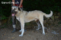 Thalles - An alle Kangal Fans: Obacht, hier kommt Thalles!