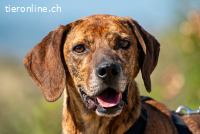 Shaggy (7 Jahre)- Lebensfroher Thanos sucht seinen Jackpot!