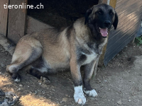 Theo - eine zauberhafte Seele mit einer schönen weissen Sock