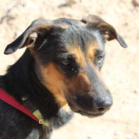 Thore – sensibler Rohdiamant sucht liebevolles Zuhause