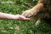 Tierkommunikationskurse - online