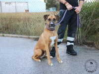 Tim - Junger, aktiver Rüde möchte die Welt entdecken