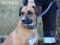 Tim - Junger, aktiver Rüde möchte die Welt entdecken