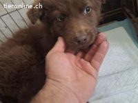 Timi - Potenzial zum treuen Begleiter