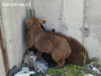 Timi - Potenzial zum treuen Begleiter