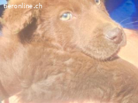 Timi - Potenzial zum treuen Begleiter