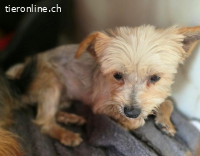 Tindra- Frech, flauschig, voller Liebe