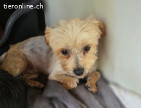 Tindra- Frech, flauschig, voller Liebe