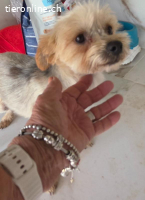 Tindra- Frech, flauschig, voller Liebe