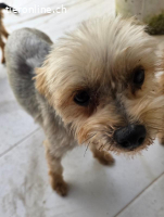 Tindra- Frech, flauschig, voller Liebe