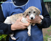 Tiriel - verdient die Hauptrolle in einem besseren Film