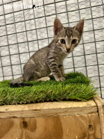 Tisana – kleine Tigerin mit großem Herz
