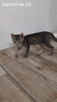 Tisana – kleine Tigerin mit großem Herz