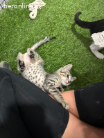 Tisana – kleine Tigerin mit großem Herz