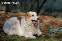 Tish - mit dem wunderschönen Kuschelfell