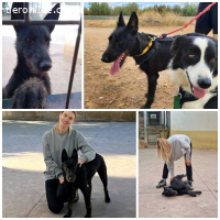 Tizon, m./kastr., geb. 04/2023, Größe: 52 cm/20 kg