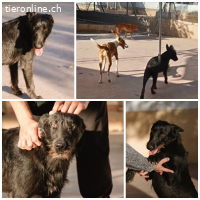 Tizon, m./kastr., geb. 04/2023, Größe: 52 cm/20 kg