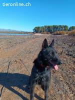 Tizon, m./kastr., geb. 04/2023, Größe: 52 cm/20 kg