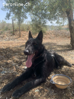 Tizon, m./kastr., geb. 04/2023, Größe: 52 cm/20 kg