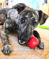 TOFU, lustig, voller Neugier, verschmust