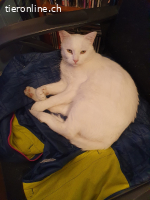 Tom, m/kastr., geb. 09/2024