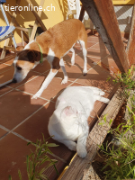 Tom, m/kastr., geb. 09/2024