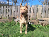 TOM