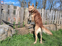 TOM