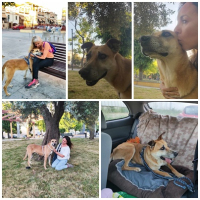 Tomas, m./kastr., 09/2017, ca. 60cm, Mischling