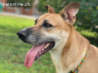 Tomas, m./kastr., 09/2017, ca. 60cm, Mischling