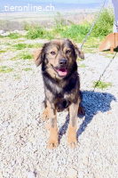 Tomtom (ca. 1-2 Jahre)-wünscht sich viele Leckerlies