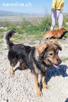 Tomtom (ca. 1-2 Jahre)-wünscht sich viele Leckerlies