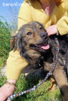 Tomtom (ca. 1-2 Jahre)-wünscht sich viele Leckerlies