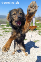 Tomtom (ca. 1-2 Jahre)-wünscht sich viele Leckerlies