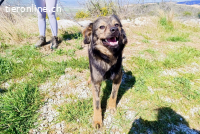 Tomtom (ca. 1-2 Jahre)-wünscht sich viele Leckerlies