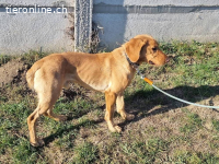 Toni – Bonyhad