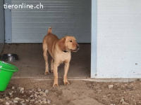 Toni – Bonyhad