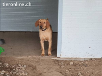 Toni – Bonyhad