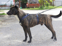 TONY, verschmuster Mischlingsrüde, ca. 6 Jahre, 49cm, 19kg