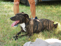 TONY, verschmuster Mischlingsrüde, ca. 6 Jahre, 49cm, 19kg