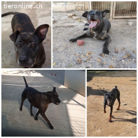 Tort, m./kastr., geb. ca. 04/2018