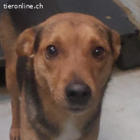 Toto – Kleiner Schatz mit großen Augen sucht Zuhause