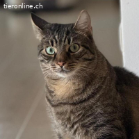 Traumkater Simba sucht seine Zweibeiner