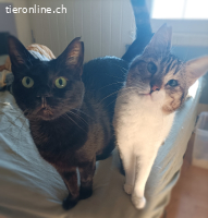 Traumzuhause gesucht